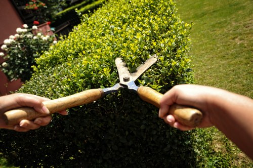 A gardener's hands gripping pruning shears are visible as they trim a well-maintained, rounded hedge in a backyard garden. The hedge consists of dense, bright green foliage with small, glossy leaves, forming a neat, uniform shape. In the background, there is a lush green lawn with a natural, slightly textured surface. To the left, part of a flowering plant with white blossoms can be seen, and to the right, an open grassy area extends towards some trees or shrubs. The garden appears to be outdoors on a sunny day with natural lighting highlighting the greenery, typical of landscaped outdoor spaces in Bow. The scene reflects professional gardening maintenance, supporting services offered by Gardening Services Bow that include hedge trimming and garden styling.