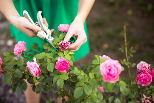 A person wearing a green jacket is pruning a flowering rose bush with pink blooms using pruning shears. The garden scene features a neatly maintained flower bed with rich, dark soil visible beneath the plant. The rose bush has vibrant green leaves and multiple pink blossoms, some fully open and others still budding. In the background, there are additional garden plants and preparation for gardening activities, indicating a well-kept outdoor space typical of a residential garden in Bow, London. The scene is lit by natural daylight, suggesting fair weather, and the overall environment highlights careful garden maintenance and pruning, which is relevant to professional gardening and landscaping services on the property. This detailed landscape setup reflects the kind of outdoor care provided by Gardening Services Bow to support lush and healthy garden growth.